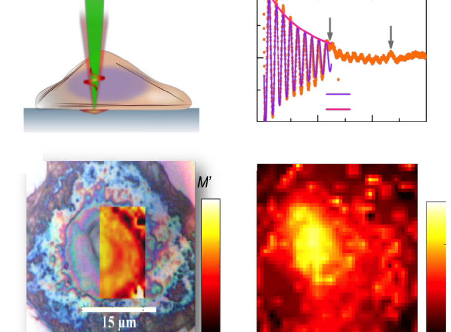 Mesurer in situ l’adaptation de la structure du noyau induite par l’endommagement de l’ADN